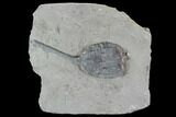 Crinoid (Taxocrinus) Fossil - Crawfordsville, Indiana #94437-1